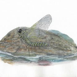 Mayfly on a Rock